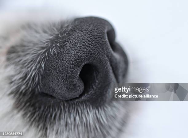 January 2021, Brandenburg, Sieversdorf: The nose of a dog of the breed Border Collie. Photo: Patrick Pleul/dpa-Zentralbild/ZB