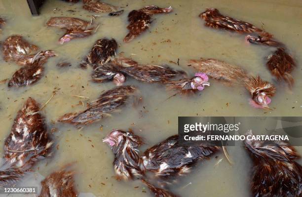 View of dead chicken at a poultry farm after heavy rains in Cochabamba, Bolivia, on January 18, 2020. - Heavy rains in Cochabamba caused the...