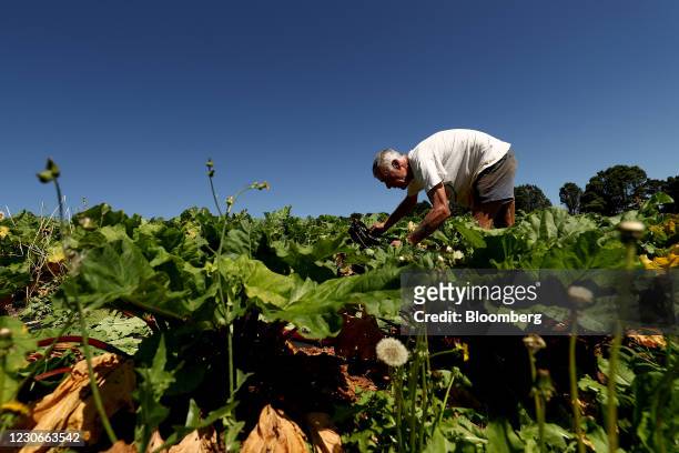 An employee harvests rhubarb at the organic farm of Moonacres, which also comprises of a cafe, pop-up restaurant and cooking school, in Fitzroy...