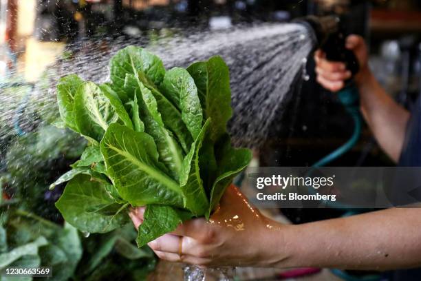 Green cos lettuce is washed at the organic farm of Moonacres, which also comprises of a cafe, pop-up restaurant and cooking school, in Fitzroy Falls,...