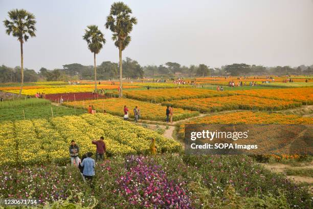 People seen visiting Khirai flower valley in West Bengal. Khirai is a small village in West Bengal. The area is very popular for flower cultivation...