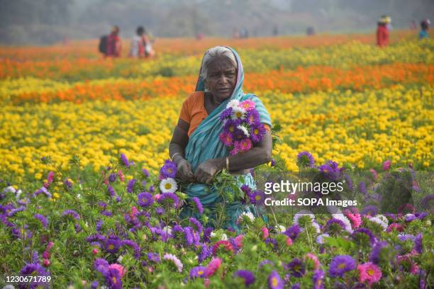Woman picks flowers at Khirai flower valley in West Bengal. Khirai is a small village in West Bengal. The area is very popular for flower cultivation...