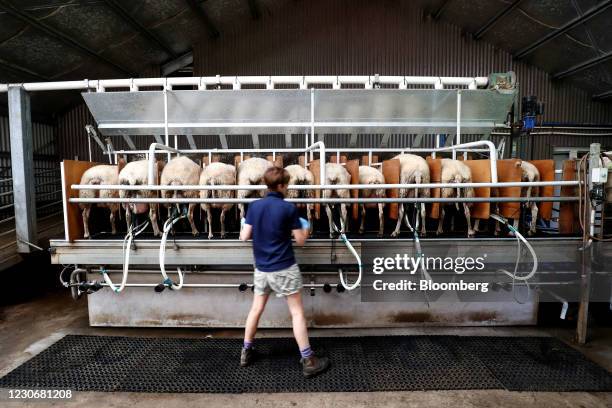 Sheep dairy farmer and cheesemaker Cressida Cains places milking cups on an East Friesian sheep at the Pecora Dairy farm in Knights Hill, New South...