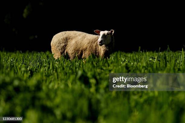 An East Friesian sheep grazes on a paddock at the Pecora Dairy farm in Knights Hill, New South Wales, Australia, on Thursday, Jan. 14, 2021....