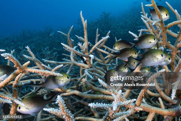 Damselfishs take shelter between branching of staghorn coral on November 23 Mayotte, Comoros Archipelago, Indian Ocean. At the heart of the island's...