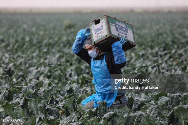 Farmworker carries a box of broccoli in a field on January 22, 2021 in Calexico, California. President Joe Biden has unveiled an immigration reform...
