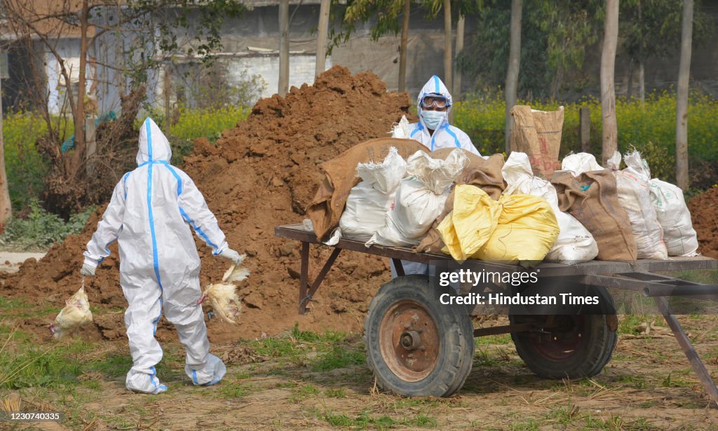 Bird Flu Outbreak In India