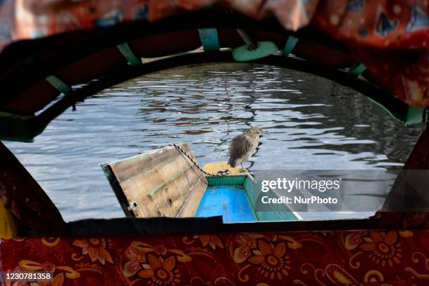 An Indian pond heron sits on a shikara in Dal Lake, Srinagar, Indian Administered Kashmir on 24 January 2021.