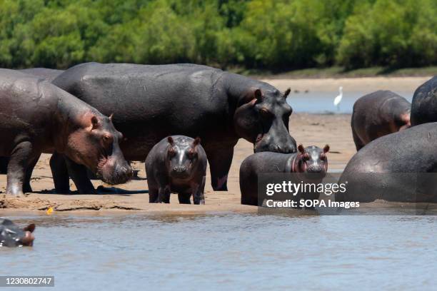 Two baby hippos stand facing the camera with their family at Saadani National Park. Saadani National Park is Tanzania's 13th National Park. It has an...