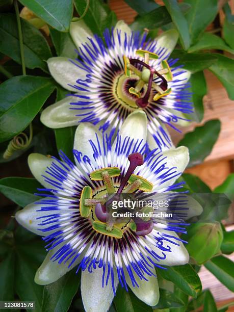 passiflora - passionflower - passion flower stock pictures, royalty-free photos & images