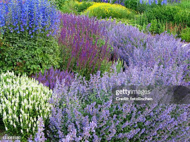 herb garden - catmint stock pictures, royalty-free photos & images