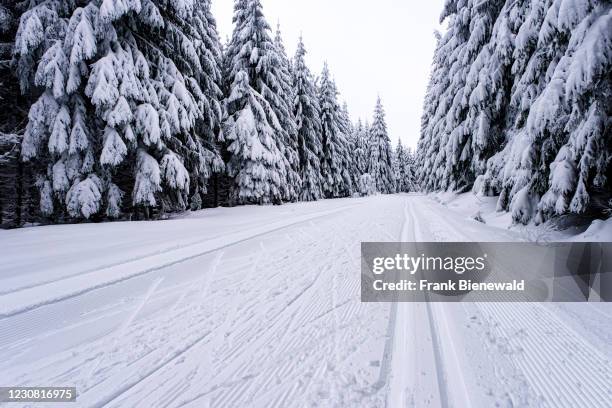 Cross country ski track in winter landscape with trees and snow at an overcast day in Ore Mountains.