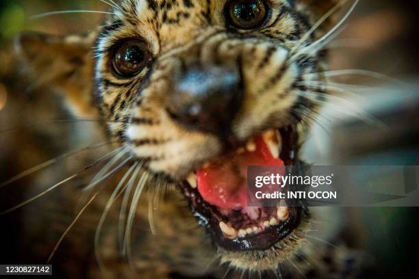 Jaguar cub growls at the National Zoo in Masaya, Nicaragua on January 27 after its arrival from the Duarka community in Tawira, Bilwi, in the North...