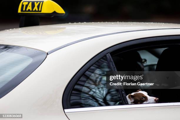 Dog in a taxi is pictured on January 28, 2021 in Berlin, Germany.