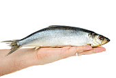Salted herring lie in hand