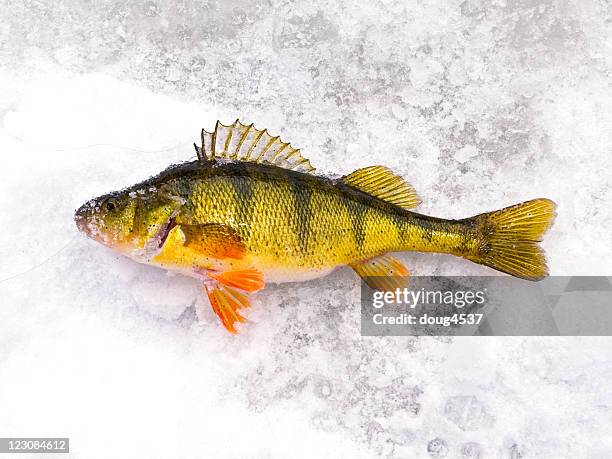 fresh caught perch - perch stockfoto's en -beelden