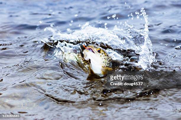saut truite brune - trout stock photos et images de collection