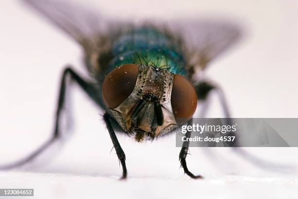 big olhos de mosca - mosca imagens e fotografias de stock