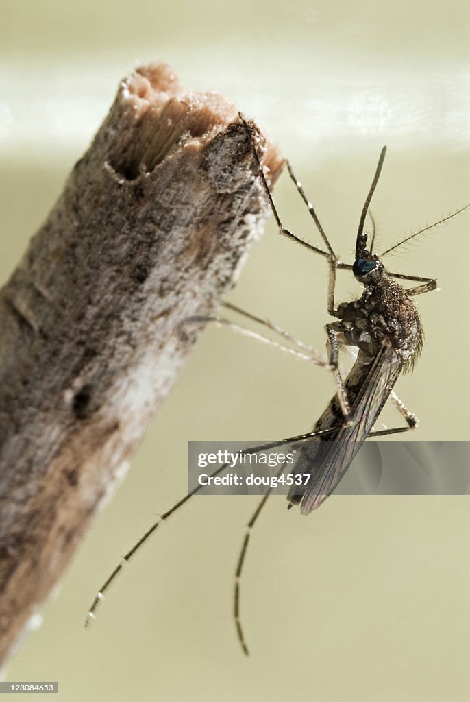 Common Mosquito Pest Aedes vexans