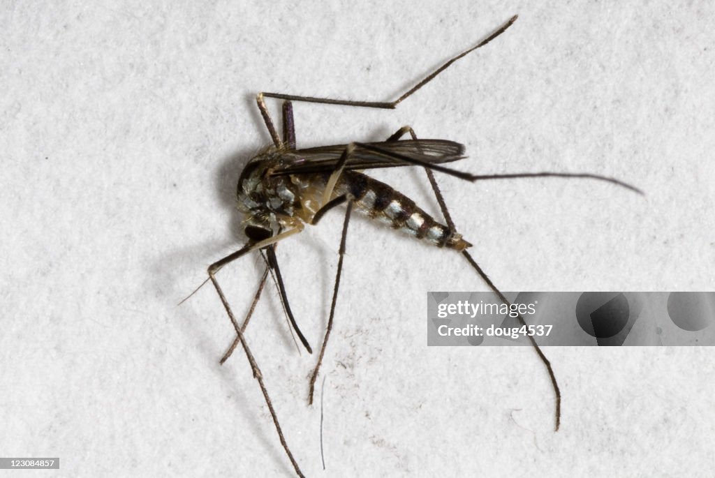 Mosquito morto#3