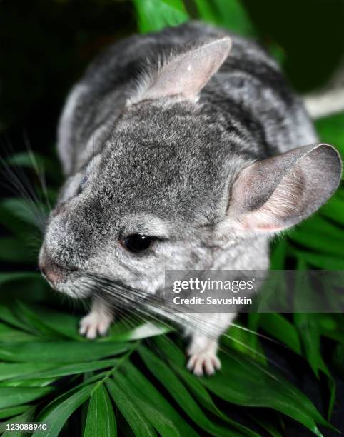 chinchilla - chinchilla stock-fotos und bilder