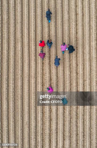 Aerial photo taken on January 30, 2021 shows villagers planting radishes in their fields in Deyang, Sichuan Province, China.-