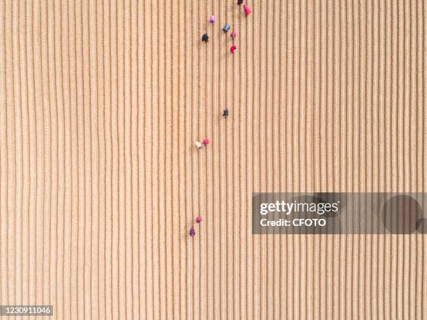 Aerial photo taken on January 30, 2021 shows villagers planting radishes in their fields in Deyang, Sichuan Province, China.-