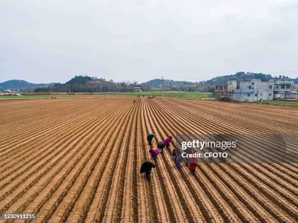 Aerial photo taken on January 30, 2021 shows villagers planting radishes in their fields in Deyang, Sichuan Province, China.-