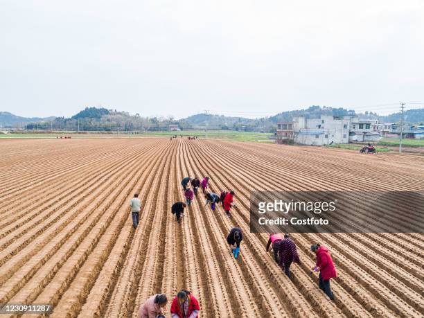 Aerial photo taken on January 30, 2021 shows villagers planting radishes in their fields in Deyang, Sichuan Province, China.-