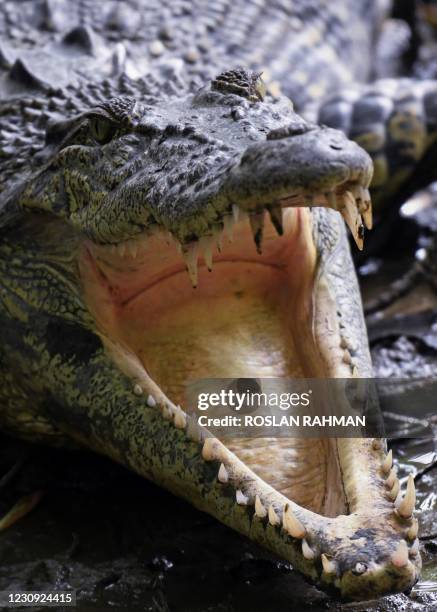 An estuarine crocodile is seen resting with its mouth open at a mangrove forest of Sungei Buloh Wetland Reserve in Singapore on February 2, 2021.