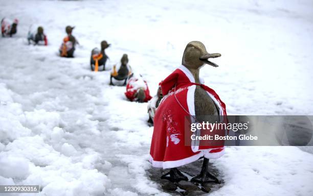Boston Slush Ducklings Boston Photos and Premium High Res Pictures - Getty Images