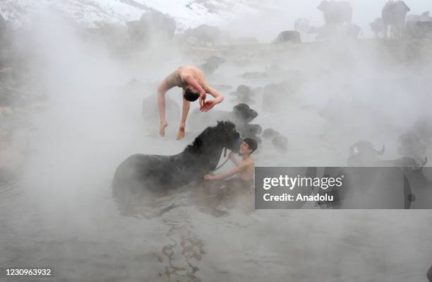 Youth, who do not mind the freezing cold, roll over buffalo and horses and dive into the hot spring water as buffaloes are being cleaned with a...