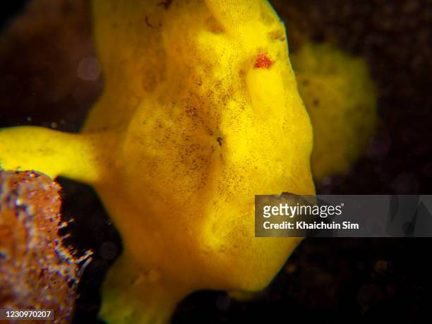yellow warty frogfish - yellow frogfish stock pictures, royalty-free photos & images
