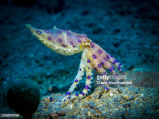 blue–ringed octopus (hapalochlaena maculosa) - blue ringed octopus stock pictures, royalty-free photos & images