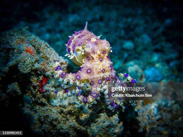 blue–ringed octopus (hapalochlaena maculosa) - blue ringed octopus stock pictures, royalty-free photos & images