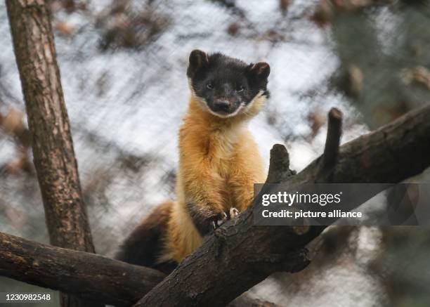 January 2021, Berlin: An Amur beech marten looks into the photographer's camera at Tierpark Berlin. With an area of 160 hectares, the zoo is the...