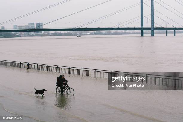 A man with bicycle walks with his dog on the bank of Rhine river in Duesseldorf, Germany, on February 6, 2021 as Rhine water level keeps within 6...