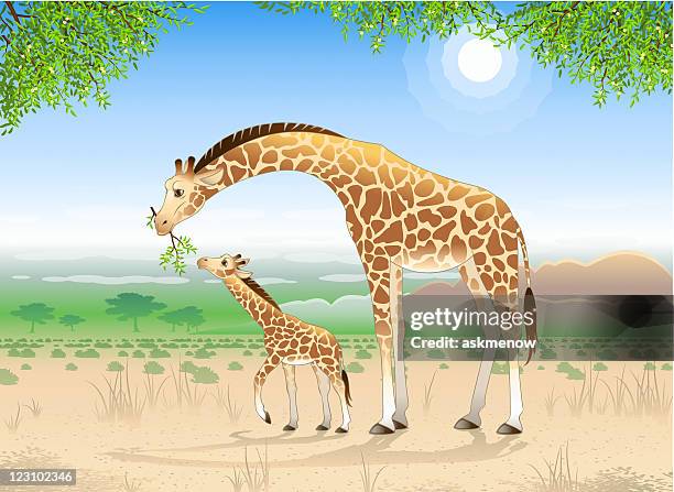 two giraffes - two animals stock illustrations