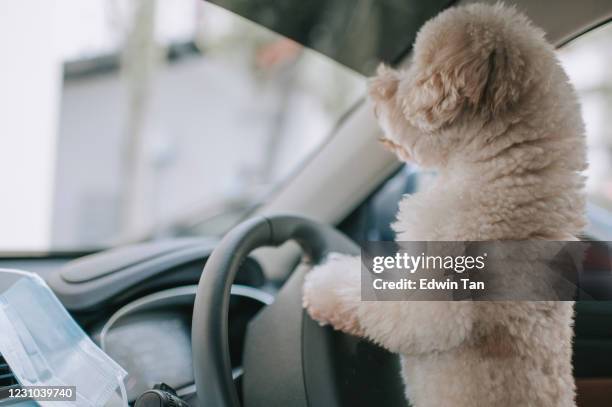 toy poodle at car steering wheel - dog car window funny stock pictures, royalty-free photos & images