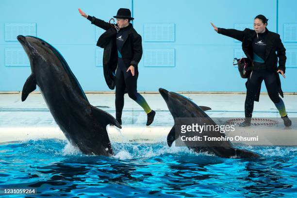 Dolphins jump in front of trainers during a training session for employees held ahead of the reopening of the Hakkeijima Sea Paradise theme park on...