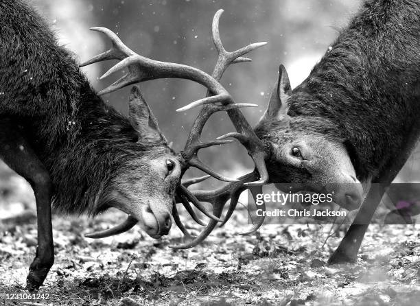 Pair of stags lock antlers in the snow in Richmond Park on February 09, 2021 in London, England. A Met Office Weather Warning remains in place for...