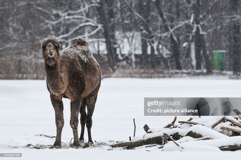 Winter weather - Berlin