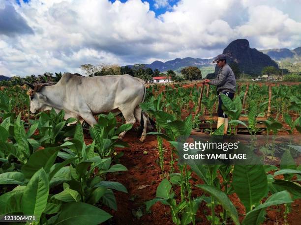 Farmer takes tobacco leaves to a drying barn at a tobacco plantation in Vinales, Cuba, on January 29, 2021. - Cuban farmers cultivate with special...