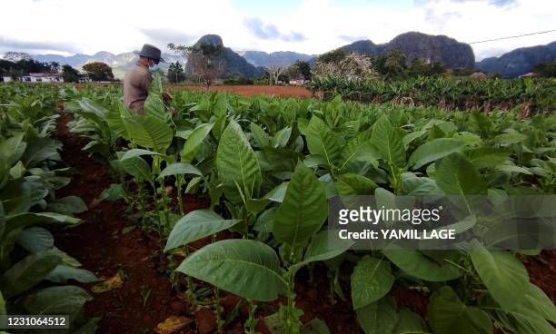 Farmer works at a tobacco plantation in Vinales, Cuba, on January 29, 2021. - Cuban farmers cultivate with special care the leaves of the...