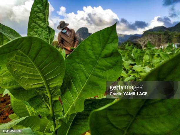 Farmer works at a tobacco plantation in Vinales, Cuba, on January 29, 2021. - Cuban farmers cultivate with special care the leaves of the...