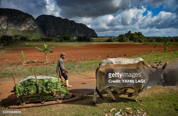 Farmer takes tobacco leaves to a drying barn at a tobacco plantation in Vinales, Cuba, on January 29, 2021. - Cuban farmers cultivate with special...