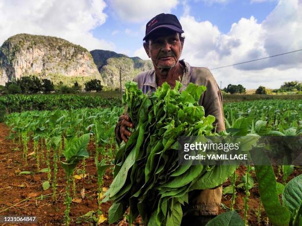 Farmer takes tobacco leaves to a drying barn at a tobacco plantation, in Vinales, Cuba, on January 29, 2021. - Cuban farmers cultivate with special...