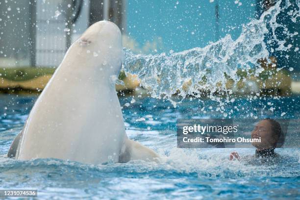 Beluga whale and a trainer take part in a training session for employees held ahead of the reopening of the Hakkeijima Sea Paradise theme park on May...