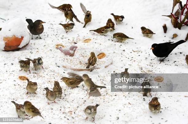 February 2021, Saxony, Leipzig: At a feeding station in a garden in Leipzig, many sparrows and blackbirds find grains and sunflower seeds. In the...