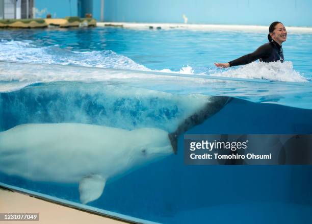 Beluga whale pushes a trainer in a pool during a training session for employees held ahead of the reopening of the Hakkeijima Sea Paradise theme park...